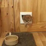 おデブな猫!猫用の扉から侵入しようとしたら、結果ドアごと開いてしまったｗ