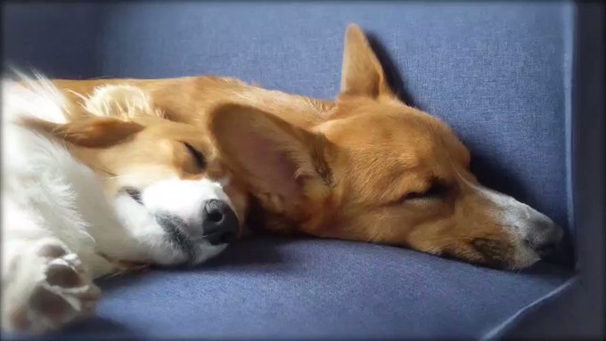 犬好きさんと繋がりたい の評価や評判 感想など みんなの反応を1時間ごとにまとめて紹介 ついラン