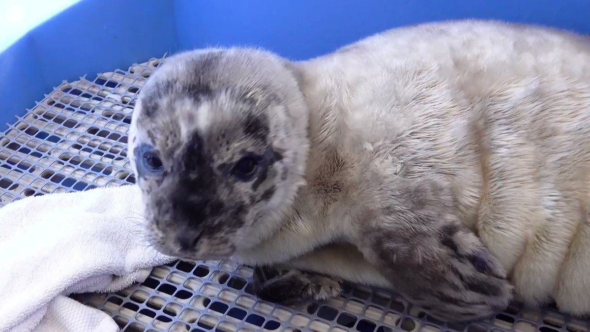 Our latest admit has been named "HF Justin Turbot". He's still a bit "wobbly" on his flippers and being watched carefully by our staff as he recovers from facial wounds and dehydration. https://t.co/zKVrfLt6gG #yvr #rescue #animalrescue https://t.co/isxsSPvVJl