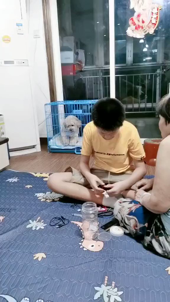 Yang Yu (@tombkeeper) on Twitter photo 2020-06-27 12:10:08 Cant believe this is a dog😂 Cant believe this is a dog😂
