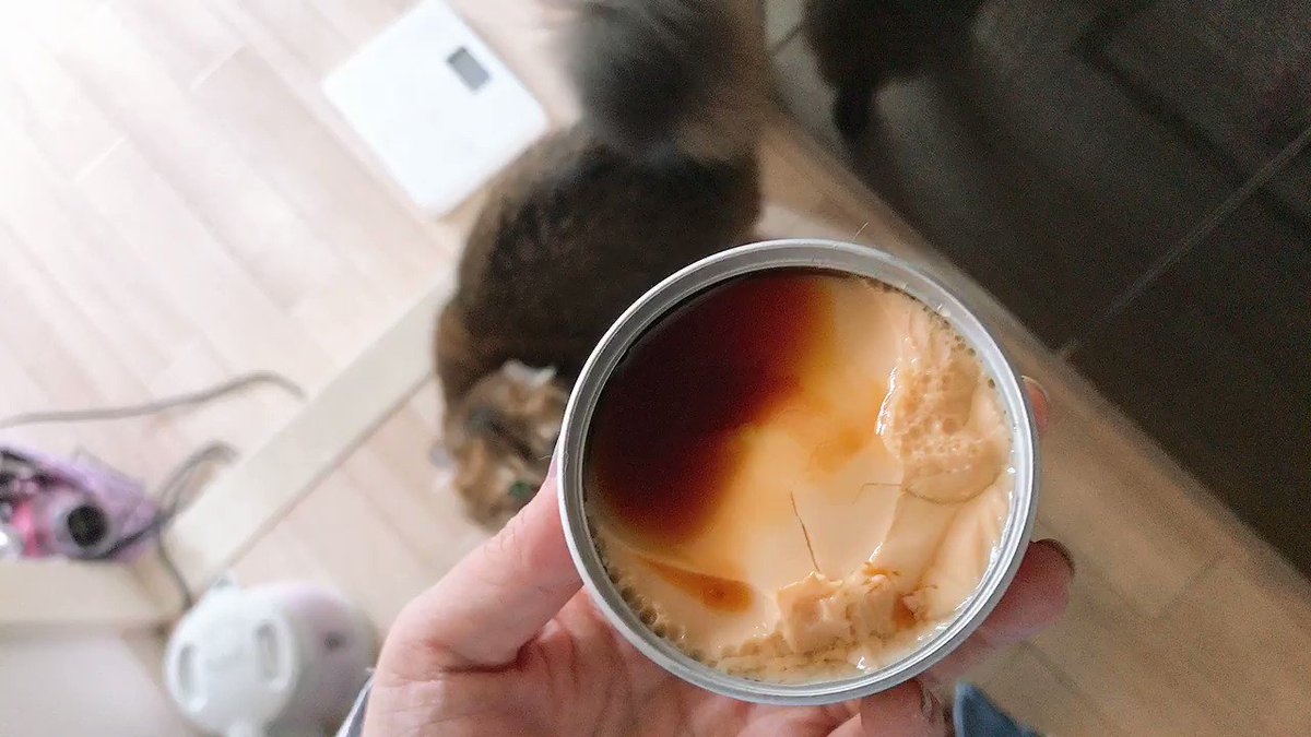 「プリンだってば！」缶詰に入ったプリンを猫缶だと認識する飼い猫ちゃん