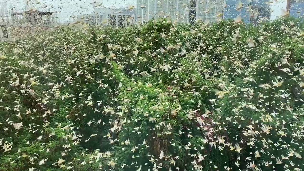 THIS IS HUGE!
A swarm of locusts just hit new Gurgaon.
Wonder how none saw it coming. https://t.co/G0QxXWc6Lu