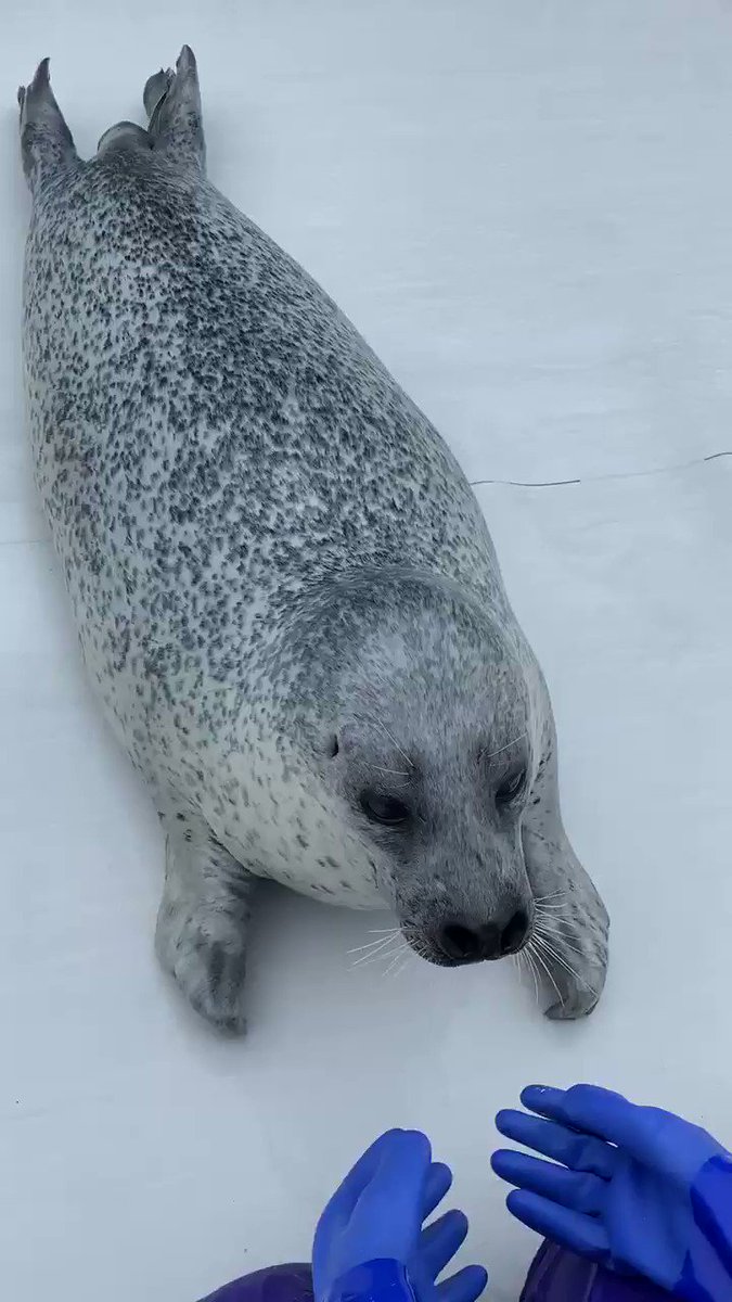 アザラシのアグ君は手のマッサージよりも飼育員さんにくぎ付け