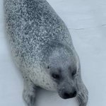 アザラシのアグ君は手のマッサージよりも飼育員さんにくぎ付け