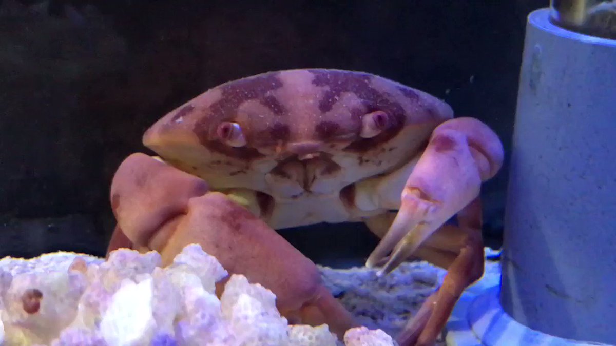 すさみ町立エビとカニの水族館 どうも 私ユウモンガニと言う者 ゆうもん です 眼が離れてるって言う者がおるけど そこがかわいいんやと思うてます スベスベマンジュウガニに似てるから毒あるんちゃうか言う者もおるけど 今のところ毒は見つかってま