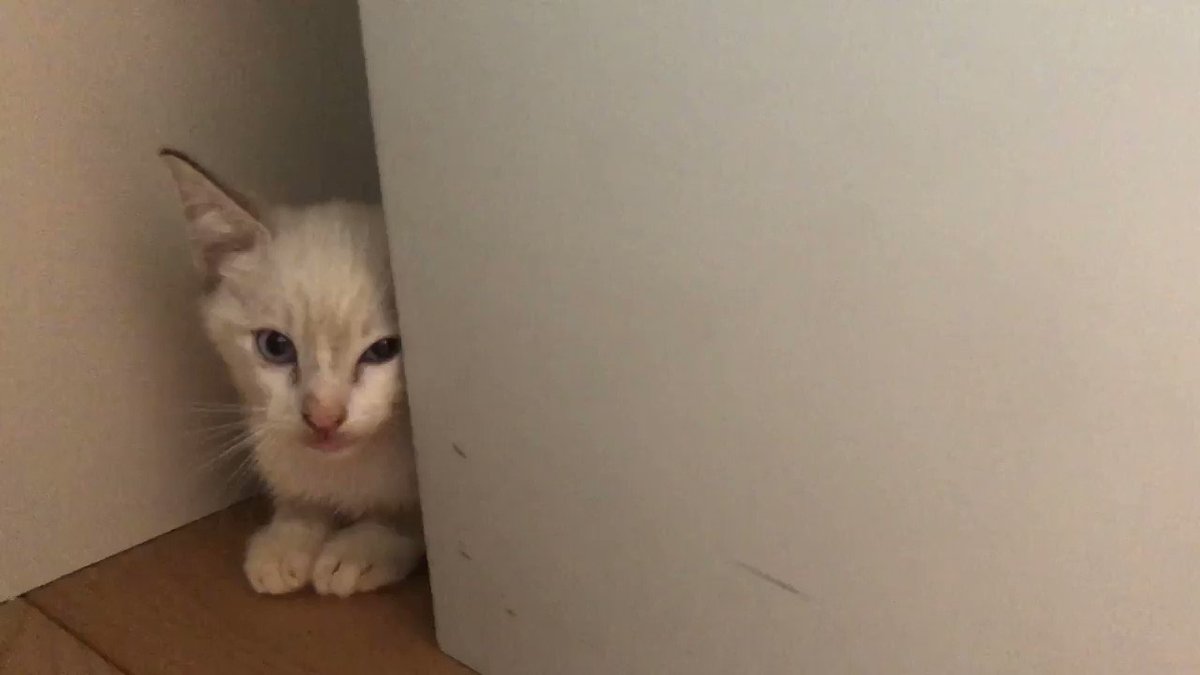猫の性格 先住猫との相性は ペット占いに興味がある飼い主さんを大募集 ねとらぼ