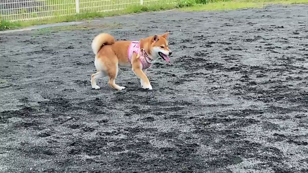 柴犬ゆきちゃん ここはドッグランですよ T Co 55m2rznudj Twitter