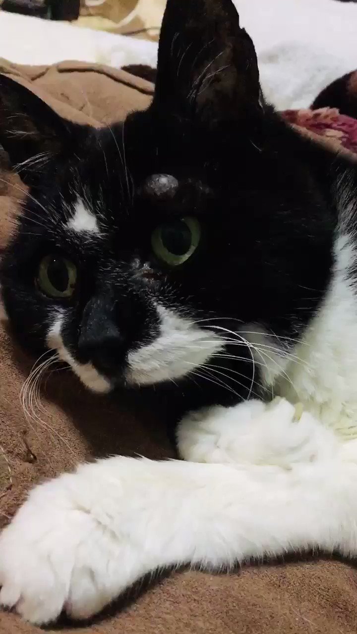 猫神様 Nikukyukunkun3 Twitter