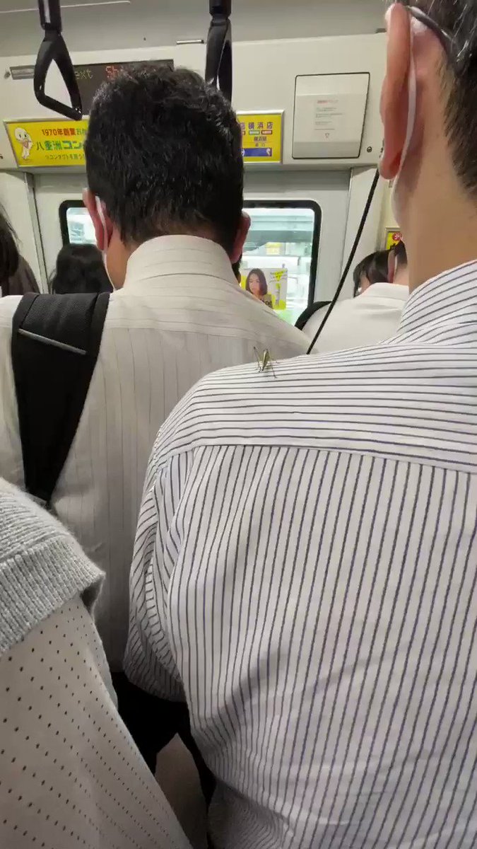 まってこれ無理ｗｗ本物？？サラリーマンのおじさんの肩に相棒みたいなキリギリス乗ってる。