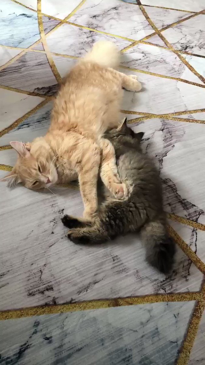 妙齢の美人声優さん 猫を飼ってしまう Togetter 妙齢の美人声優さん 猫を飼ってしまう Togetter