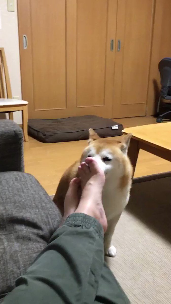 ｼｭﾝ 飼い主の足を舐めた柴犬 自分から舐めたくせにめちゃ後悔中 容赦ない柴犬たちの反応に割と傷つく 動画 柴犬ライフ Shiba Inu Life
