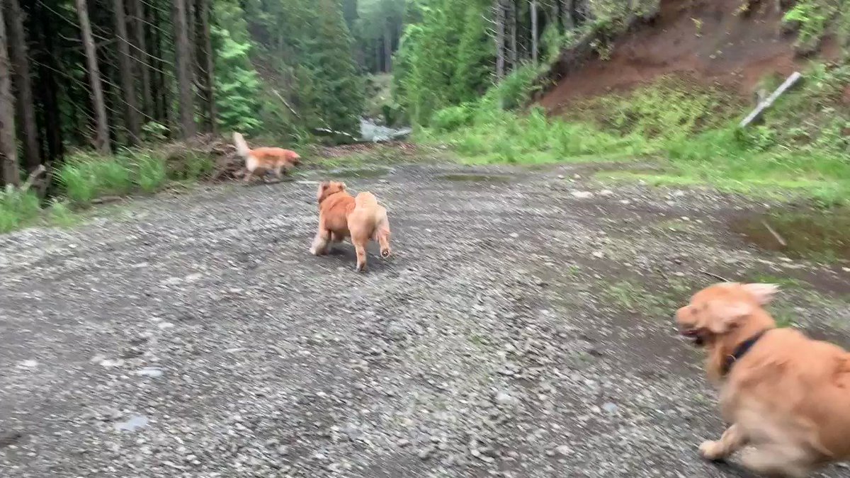 犬 わーい 飼い主 あああああ 全力で泥水に突っ込むゴールデンレトリバーに絶叫する飼い主が面白い ねとらぼ