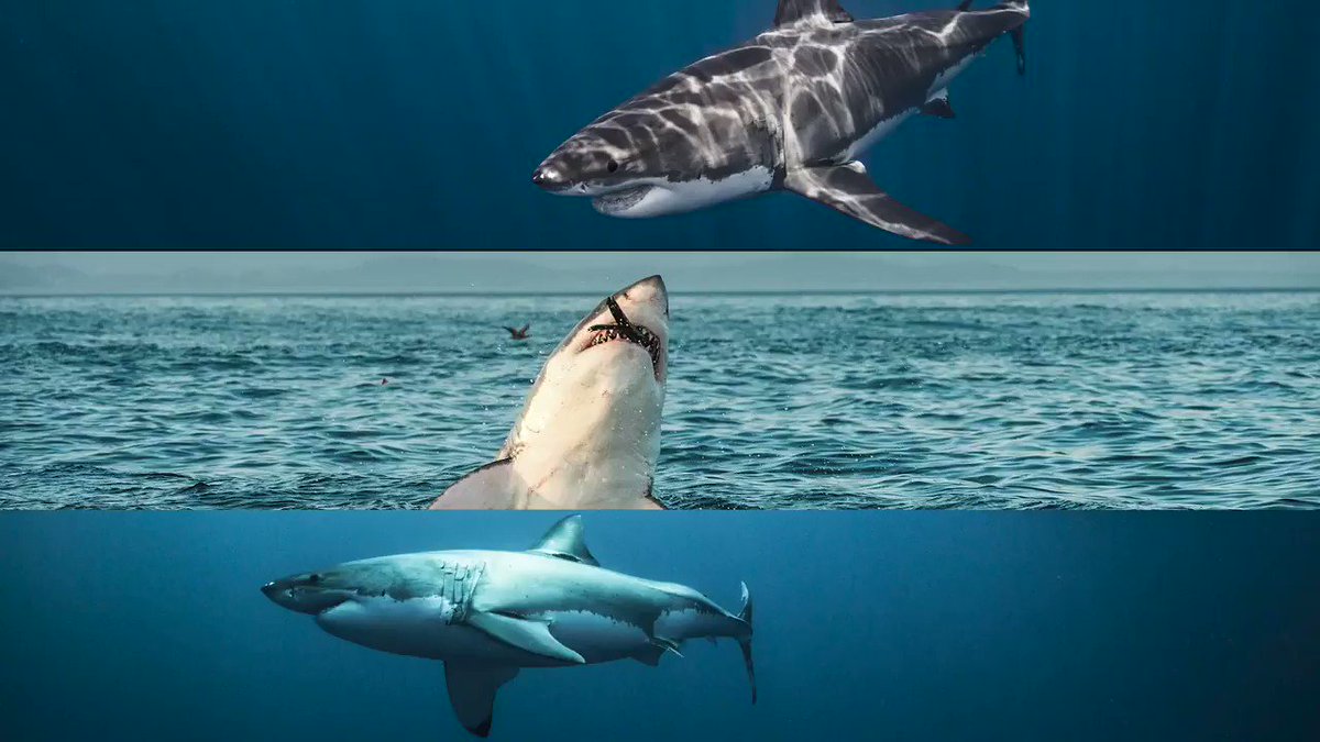 great white shark bracelet