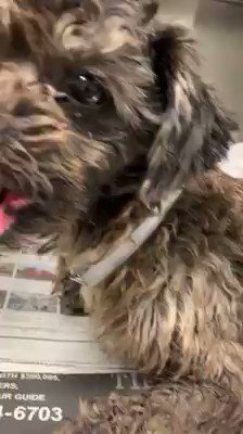 Ash (@Ash_Pro1) on Twitter photo 2020-07-03 09:31:45 ⚠️⚠️⚠️⚠️⚠️⚠️⚠️⚠️⚠️⚠️⚠️⚠️⚠️ Help😩! Hit By A Car & The Shelter Is Only Giving 3Yr Old Otis 💝 1 Day To Exist! Please Pledge For A Rescue For Him. Thank You ❣️ Miami Dade Animal Services 3599 NW 79th St Doral Florida Phone: (305) 468-5900 ID: A2151129 ⚠️⚠️⚠️⚠️⚠️⚠️⚠️⚠️⚠️⚠️⚠️⚠️⚠️ Help😩! Hit By A Car & The Shelter Is Only Giving 3Yr Old Otis 💝 1 Day To Exist! Please Pledge For A Rescue For Him. Thank You ❣️ Miami Dade Animal Services 3599 NW 79th St Doral Florida Phone: (305) 468-5900 ID: A2151129