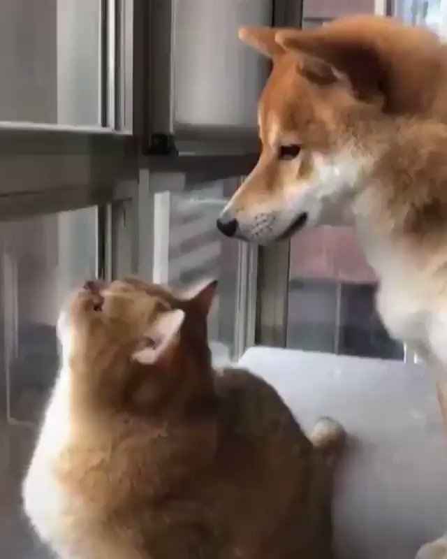 β
Votre chat ou chien sur un coussin..!! βΆοΈ https://t.co/tlNt3LsYr9
π«π· πΉCalme toi mon ami..!πΉ
π¬π§ Calm down, my friend..!
#meschats #chaton #chatonmignon #chatdamour #leschats #matou #bouledepoils #chats #catlovers #CatsOfTwitter #Caturday #catlife #instacat #pets #Kittens https://t.co/VbkGh5k0Tn