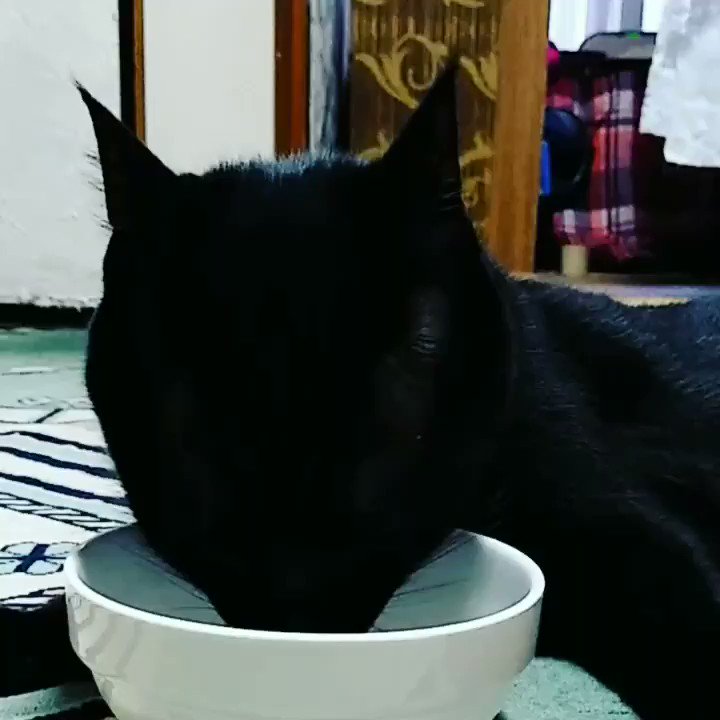 γγ«γ―γ€γγ¦γπ€
#CatsOnTwitter #η«Β #cat every dayγ #caturday #StayAtHome #catsΒ #η«ε₯½γγγγ¨ηΉγγγγ #catsofinstagram https://t.co/IncWDjENR7