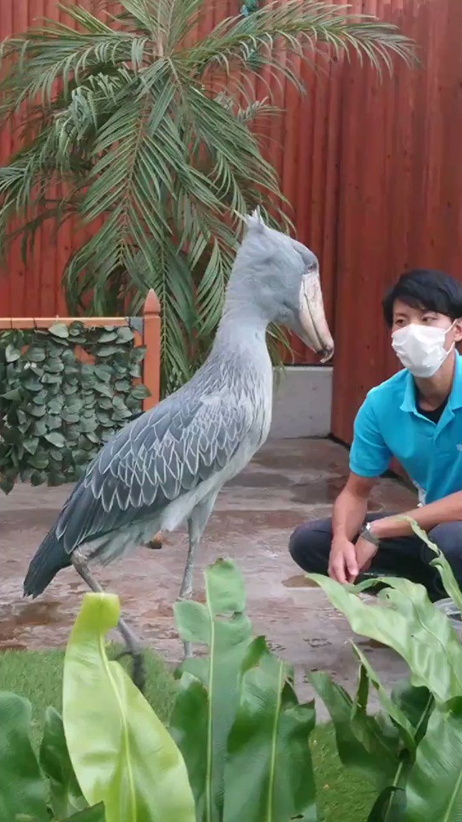 ハシビロコウの ふたば ちゃん イケメン飼育員とたわむれる姿が イチャイチャやんけ 尊い と話題に 1 2 ページ ねとらぼ