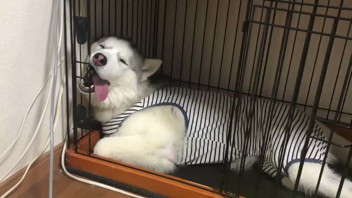 こんな寝方初めて見た 野生を忘れたようなハスキー犬の寝顔がかわいすぎて和む Togetter