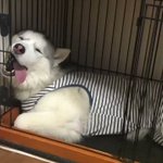 こんな寝方初めて見た 野生を忘れたようなハスキー犬の寝顔がかわいすぎて和む Togetter こんな寝方初めて見た 野生を忘れたようなハスキー犬の寝顔がかわいすぎて和む Togetter
