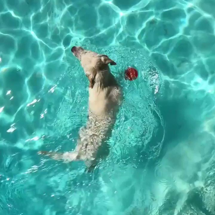 Lucy Lou is that you 🐾❤️?
Take a splash with one of our fave doggos. → https://t.co/yGNJHRyCBr https://t.co/kFsfD2JScT