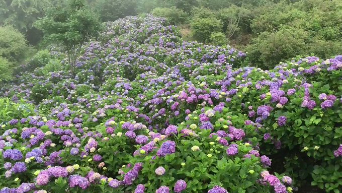 7 4 雨の秩父皆野町 美の山公園と金沢浦山のアジサイ園 悦楽苑のチャーハン大盛 ダー岩井のツーリング写真館 お出かけ日記 7 4 雨の秩父皆野町 美の山公園と金沢浦山のアジサイ園 悦楽苑のチャーハン大盛 ダー岩井のツーリング写真館 お出かけ日記