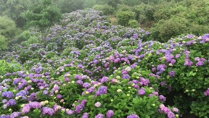 7 4 雨の秩父皆野町 美の山公園と金沢浦山のアジサイ園 悦楽苑のチャーハン大盛 ダー岩井のツーリング写真館 お出かけ日記