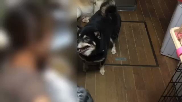 黒ばかりじゃけど 何かね 噛む犬に対して素手で行っている事 最初のお手で牙を剥いてるのに続ける事 お手もおかわり も黒柴にとって嫌な事なのにそれを継続する意味がわかりません 黒柴があの時点で攻撃をやめるのであれば言うほどの噛み犬とも