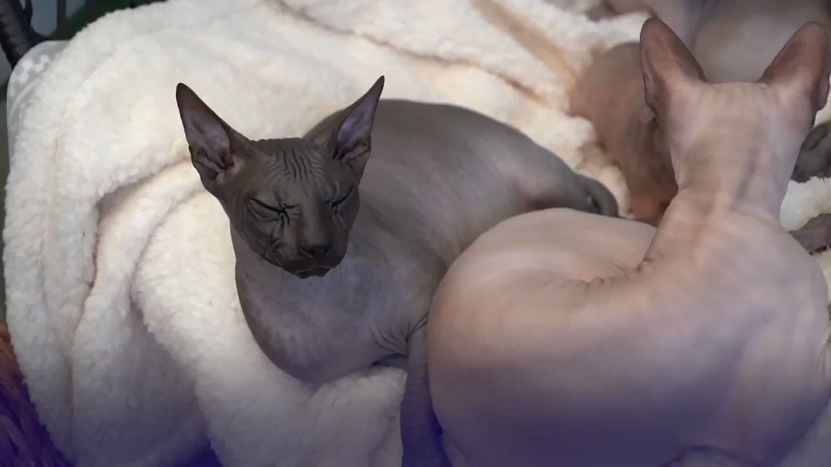 донской сфинкс кормление. мама сфинкс. канадский сфинкс лапы. донской сфинкс. любитель сфинкса.