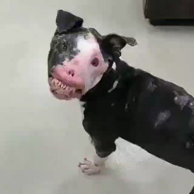 SHOW HIM SOME RESPECT😭❣️

#doglovers   #pitbull  #Dog https://t.co/2oS1hsJ4KD