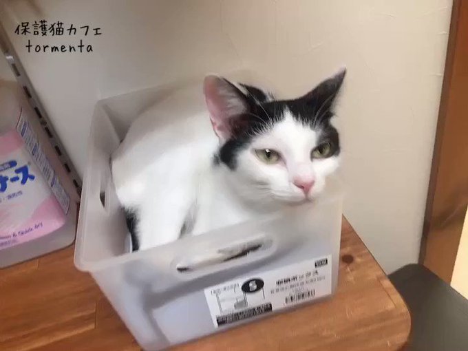 えびぼん 原稿の森さん と Neko Tormenta のやりとり 1 Whotwi グラフィカルtwitter分析 えびぼん 原稿の森さん と Neko Tormenta のやりとり 1 Whotwi グラフィカルtwitter分析