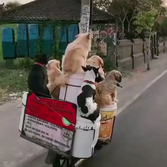 Paul Dunphy Esquire 🏳️🌈 (@pauldunphy) on Twitter photo 2020-07-05 09:21:45 I firmly believe that everyones timeline will be made better by this! This smiling man drives around Canggu in Bali everyday with his doggo family, known as The traveling dog man. Goals! Have a great day everyone! 💚 #sundayvibes #SundayThoughts I firmly believe that everyones timeline will be made better by this! This smiling man drives around Canggu in Bali everyday with his doggo family, known as The traveling dog man. Goals! Have a great day everyone! 💚 #sundayvibes #SundayThoughts