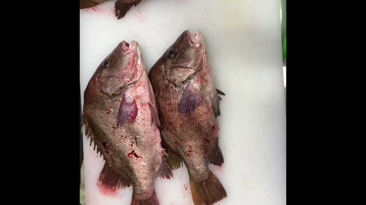 ホワイト魚道 熟魚料理人 Afj 究極の血抜き 活ひげそり鯛 編 Fish 魚 Agingfish 熟成 Cooking Restaurant 食事 グルメ Sushi 寿司 料理 出張シェフ ケータリング Follow ありがとう Followme White Likeforlike T Co ホワイト魚道 熟魚料理人 Afj 究極の血抜き 活ひげそり鯛 編 Fish 魚 Agingfish 熟成 Cooking Restaurant 食事 グルメ Sushi 寿司 料理 出張シェフ ケータリング Follow ありがとう Followme White Likeforlike T Co