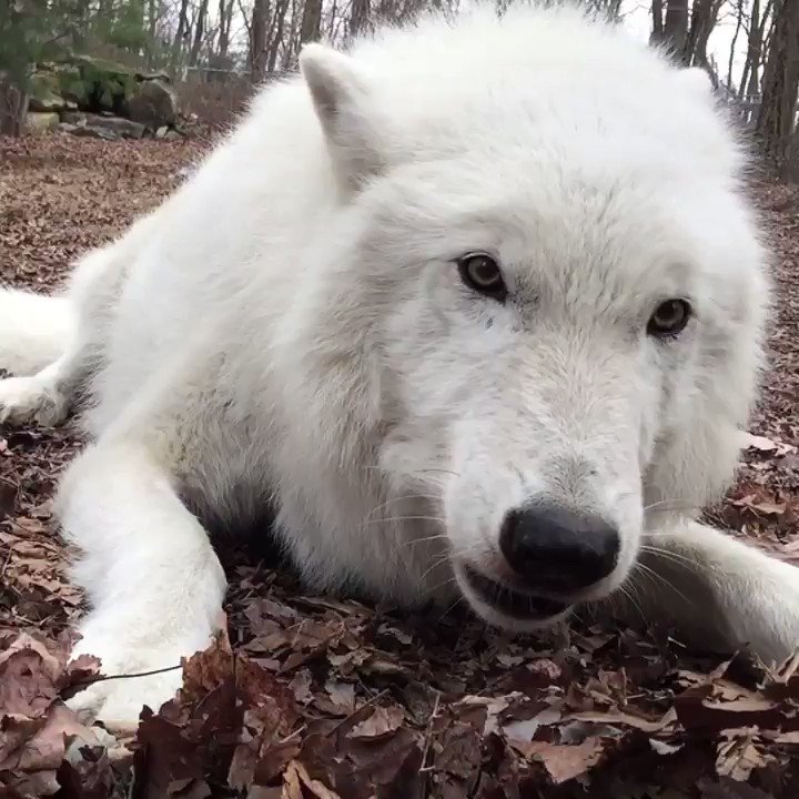 @nywolforg's photo on #MondayVibes