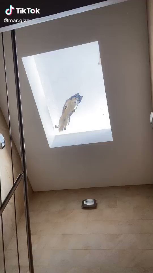 「いや、そんな！あの犬は何だ！窓に！窓に！」天窓からのぞくハスキー犬のサムネイル画像