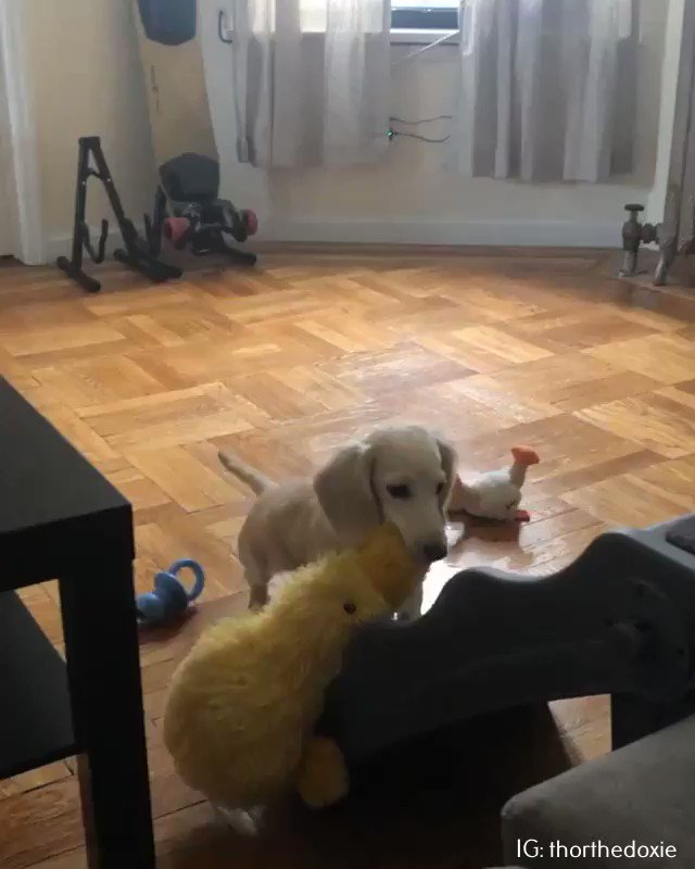 Eve Belle- Black Lives Matter (@EveBelleSongs) on Twitter photo 2020-07-06 19:33:01 This is Thor. He just wanted cuddles with his duck friend. Didn’t deserve this. 14/10 gravity is cancelled This is Thor. He just wanted cuddles with his duck friend. Didn’t deserve this. 14/10 gravity is cancelled