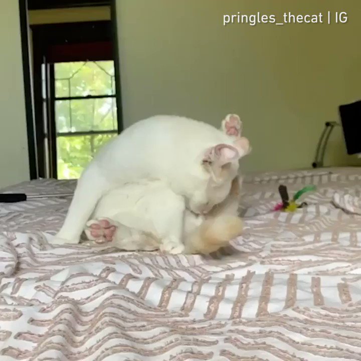 From @pringles_thecat
Oops I did it again
#meowed #meowedofficial #TheMeowedClub https://t.co/crwHKaLCXg
