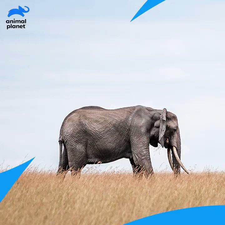 Animal Planet India on Twitter: Animal Planet India on Twitter: