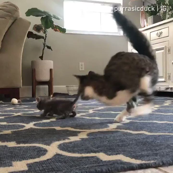 From purrasicduck
We can actually learn a lot from cats
#meowed #meowedofficial #TheMeowedClub https://t.co/otSO62i7KC