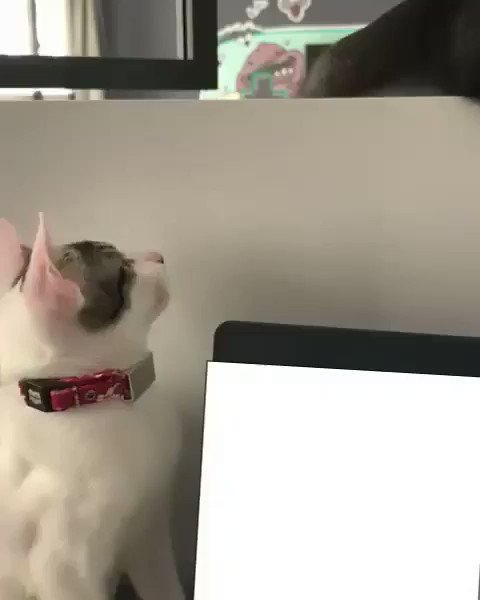 From floofy.quinn
Excuse me my tail is not your toy!
#meowed #meowedofficial #TheMeowedClub https://t.co/gZNRHmI3UV