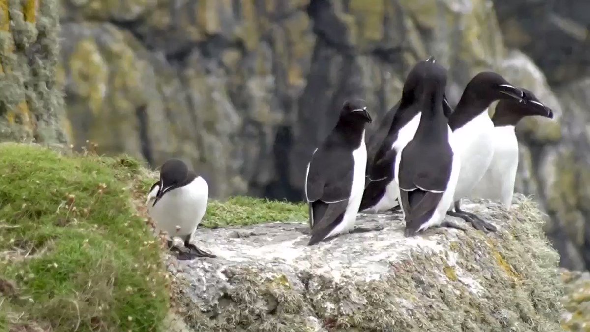 Sarah Parmor (@SarahParmor) on Twitter photo 07/07/2020 21:54:19 #Razorbills checking out all the birds flying round the ‘Rock’ today! @RSPBRamsey #Razorbills checking out all the birds flying round the ‘Rock’ today! @RSPBRamsey