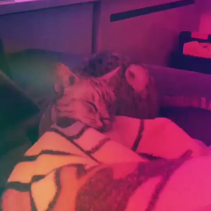 🔊From Elizabeth Ferreira
Party in da club
#meowed #meowedofficial #TheMeowedClub https://t.co/CtwjTJHlhy