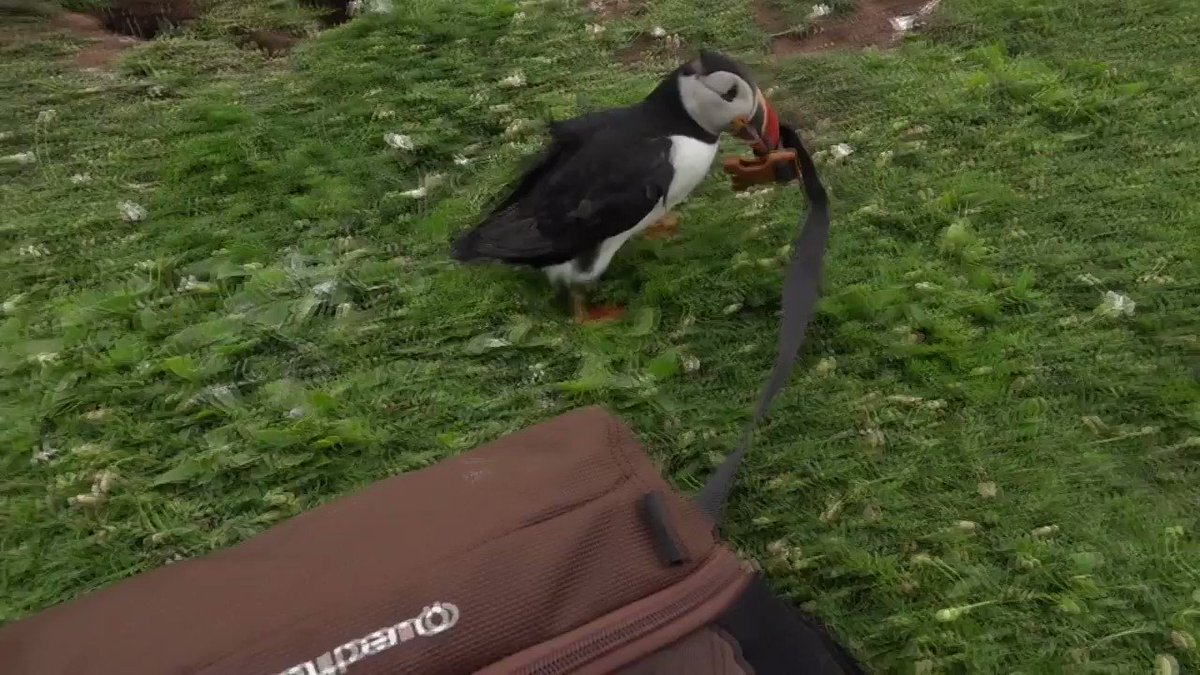Skomer Island (@skomer_island) on Twitter photo 07/07/2020 20:39:56 Too good not to share! 'It's mine. Back off!' Puffins crack us up! @WTSWW Too good not to share! 'It's mine. Back off!' Puffins crack us up! @WTSWW