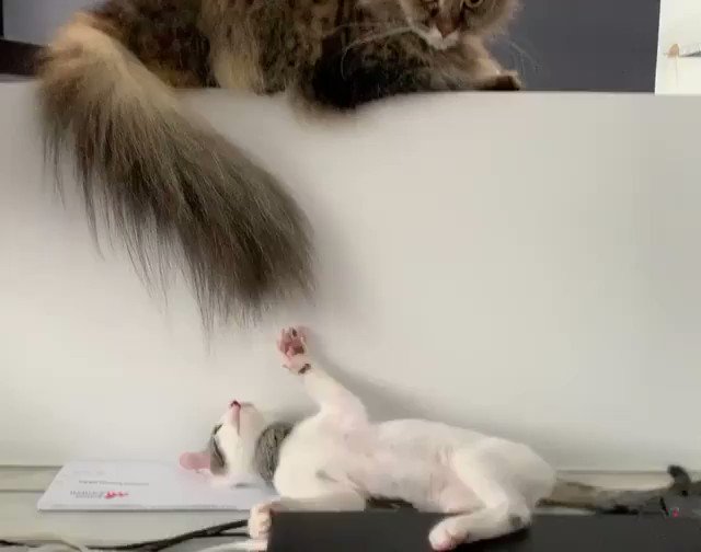 🔊From floofy.quinn
HOLY MOLY!! My tail is NOT your toy!!! 😡
#meowed #meowedofficial #TheMeowedClub https://t.co/o3XXKPn3Qg