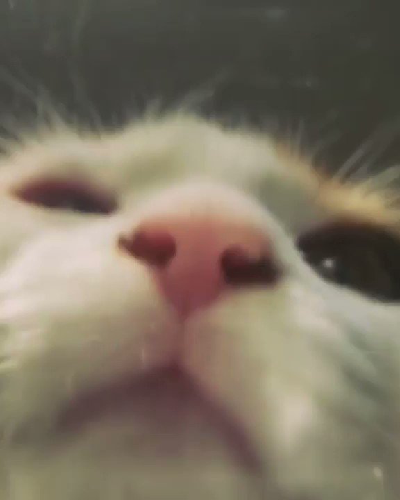 From jennifer_parris120_
Friendly reminder to stay hydrated!
#meowed #meowedofficial #TheMeowedClub https://t.co/PGL7Bh8q3D