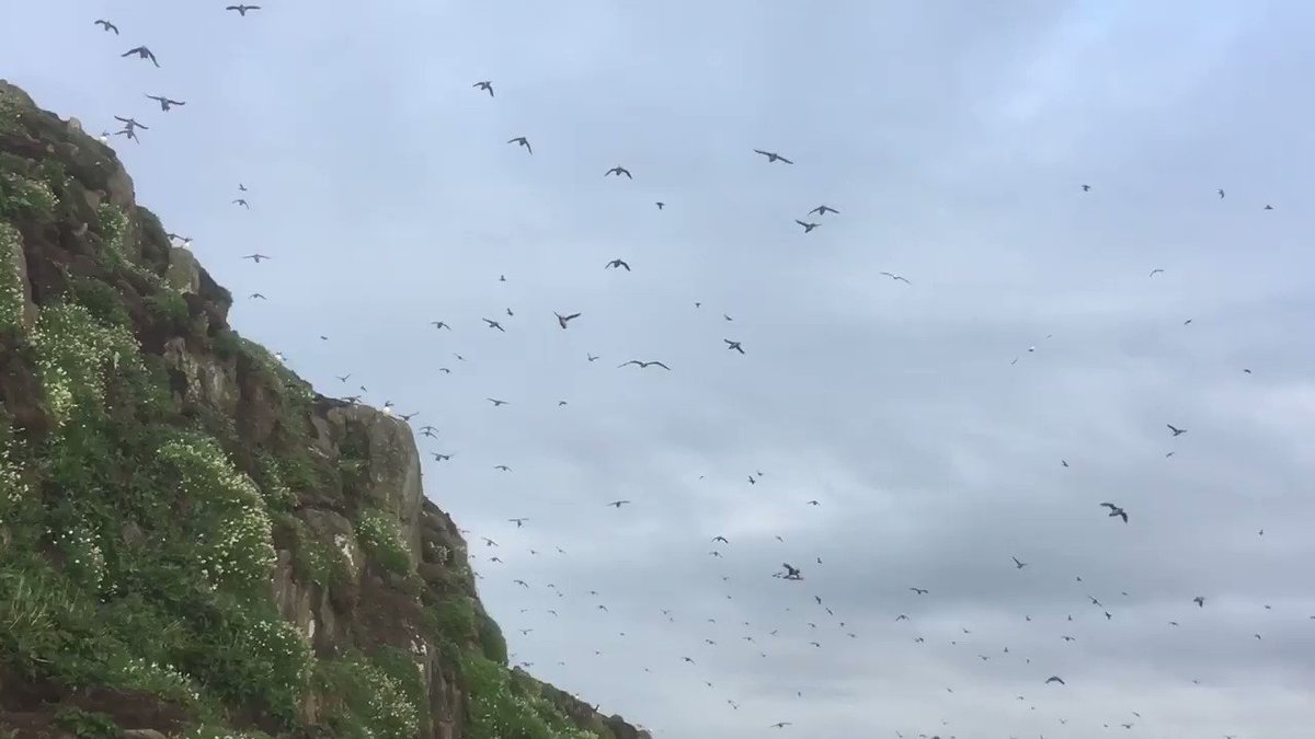Isle of May Bird Obs (@IofMayBirdObs) on Twitter photo 2020-07-08 11:19:45 Morning all, a cold grey start but the flyby Puffins don’t disappoint on the Isle of May... Morning all, a cold grey start but the flyby Puffins don’t disappoint on the Isle of May...