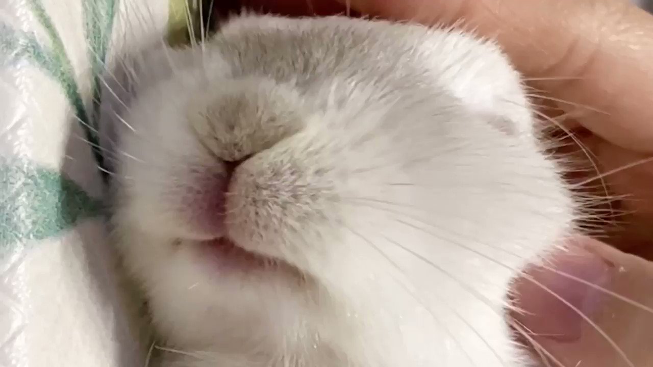 うさぎのミント 撫でてるときの このモグモグ口が好きです 最後は大口開けてあくびします 笑 うさぎ ウサギ 子 ウサギ 子うさぎ 赤ちゃんうさぎ 赤ちゃんウサギ うさぎのミント T Co Tdzz9ytnfs Twitter うさぎのミント 撫でてるときの このモグモグ口が好きです 最後は大口開けてあくびします 笑 うさぎ ウサギ 子 ウサギ 子うさぎ 赤ちゃんうさぎ 赤ちゃんウサギ うさぎのミント T Co Tdzz9ytnfs Twitter