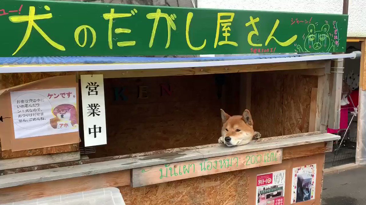 犬なのでおつりはだせません 北海道には柴犬が店番を務める素敵スポット 犬のだがし屋さん がある Togetter