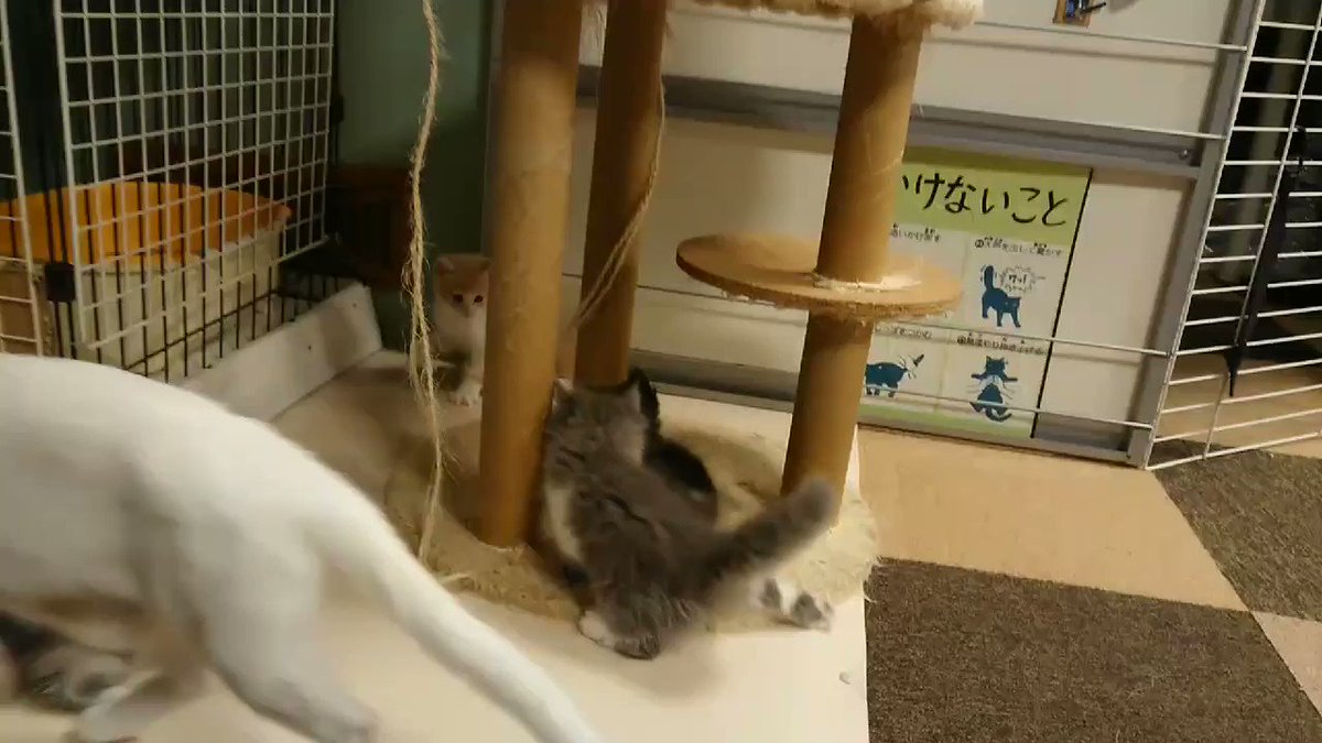 猫カフェ 猫日和 Neko Biyori Ayu Twitter 猫カフェ 猫日和 Neko Biyori Ayu Twitter