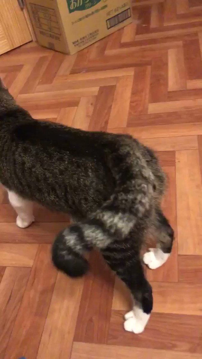 猫だって芸が出来る！上手くできて褒められ待ちな猫ちゃんｗｗ