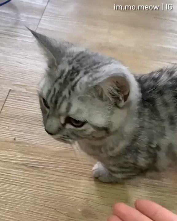 🔊From im mo meow⠀
We're officially furiends now🤝⠀
#meowed #meowedofficial #TheMeowedClub https://t.co/izBdHo0cCS